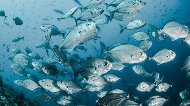 Kemarau 2026 Datang Lebih Cepat, Tapi Bisa Jadi Rezeki untuk Nelayan