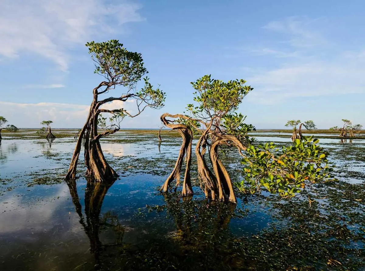 Mangrove Jadi Penyelamat Laut, Ampuh Serap Limbah dan Jaga Ekosistem Budidaya