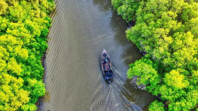 Mangrove Jadi Penyelamat Laut, Ampuh Serap Limbah dan Jaga Ekosistem Budidaya