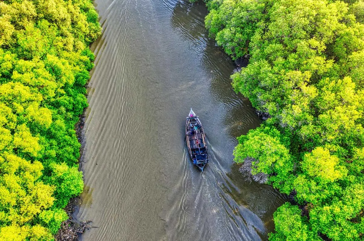 Mangrove Jadi Penyelamat Laut, Ampuh Serap Limbah dan Jaga Ekosistem Budidaya
