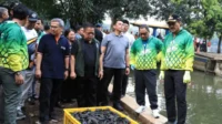 6,98 Ton Ikan Sapu-sapu Dimusnahkan di Jakarta, Ternyata Ini Alasannya