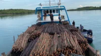 Belasan Ribu Kayu Bakau Diselundupkan ke Singapura, Diduga Didanai WNA