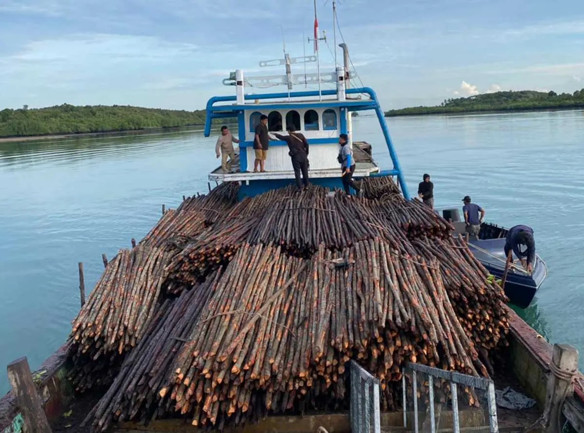 Belasan Ribu Kayu Bakau Diselundupkan ke Singapura, Diduga Didanai WNA